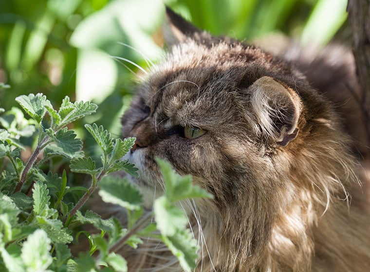 Katzen ist beliebt die Pflanze Katzenminze: besonders bei Darum