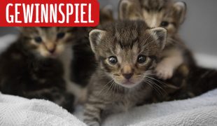 Gewinnspiel Katzenpaare