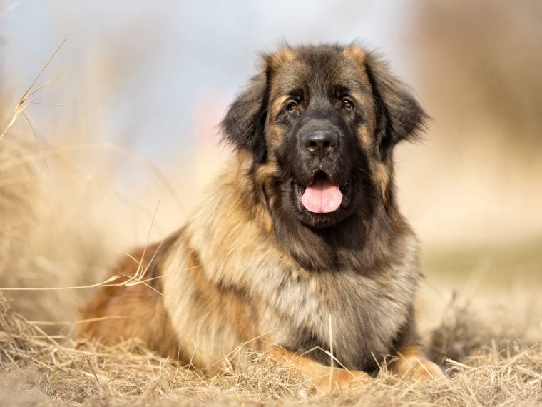 Leonberger