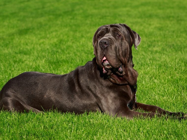 Mastino Napoletano