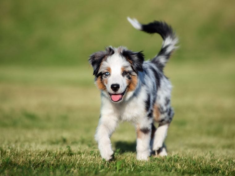 Mini Australian Shepherd