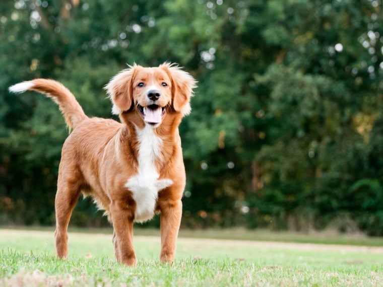 Nova Scotia Duck Tolling Retriever