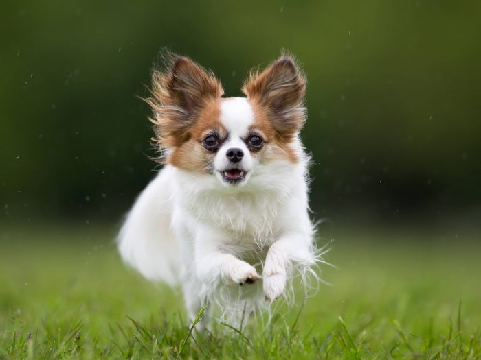 Der Papillon Hund im Rasseportrait ZooRoyal Magazin