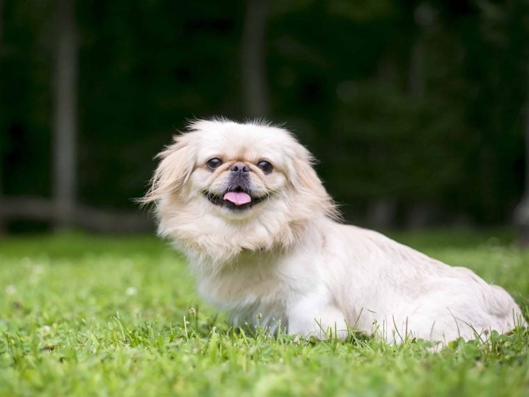 Pekingese