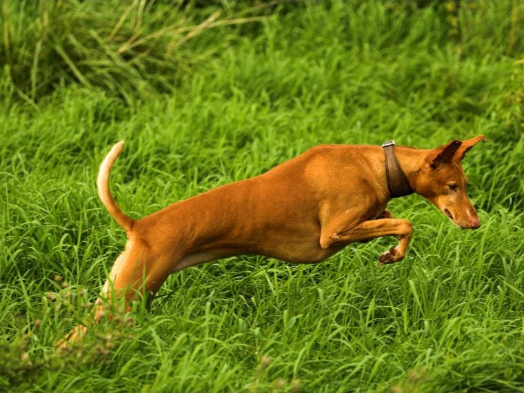 Podenco