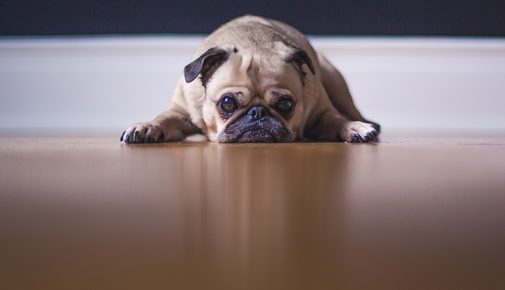 Übergewicht beim Hund