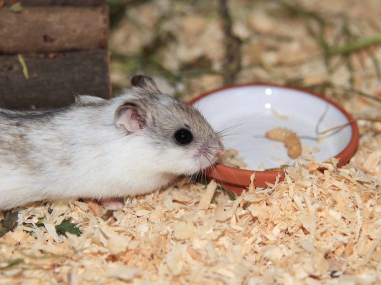 chinesischer streifenhamster