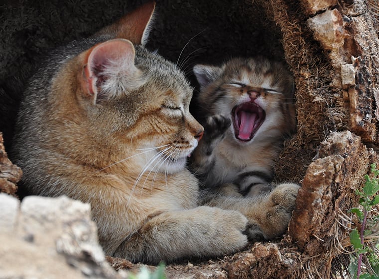 Falbkatze mit Kitten