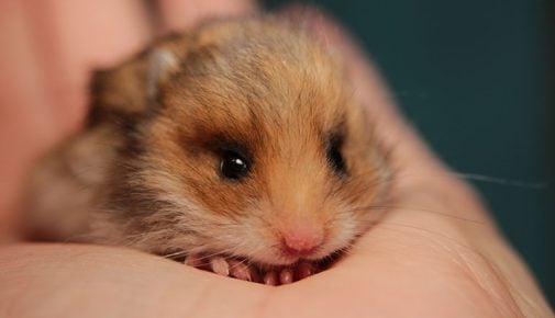 Goldhamster