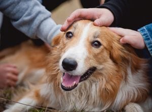 Hunde fühlen