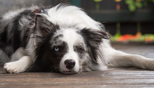 Hunde senken das Todesrisiko