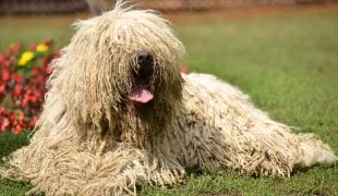 Komondor