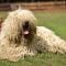 Komondor