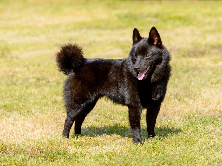 Schipperke