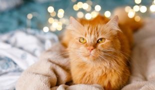Silvester mit Katze