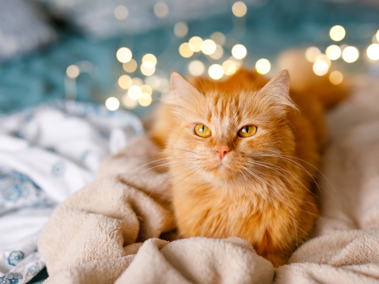 Silvester mit Katze