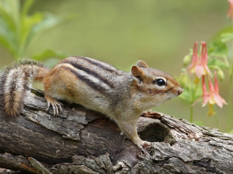 streifenhörnchen