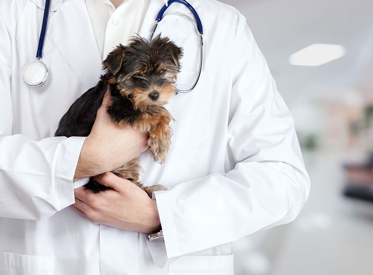 Hund Kegel Von Shame Keksausstecher Tierarzt Treats Klinik Veterinär Haustier 