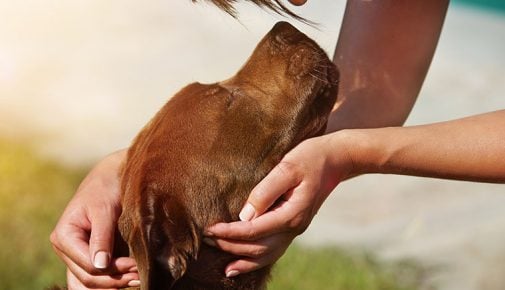 Mensch-Hund-Bindung