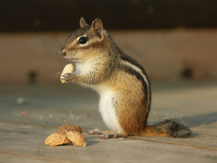 streifenhörnchen