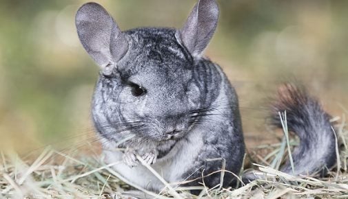 Chinchilla-Käfig