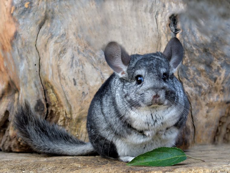 chinchilla