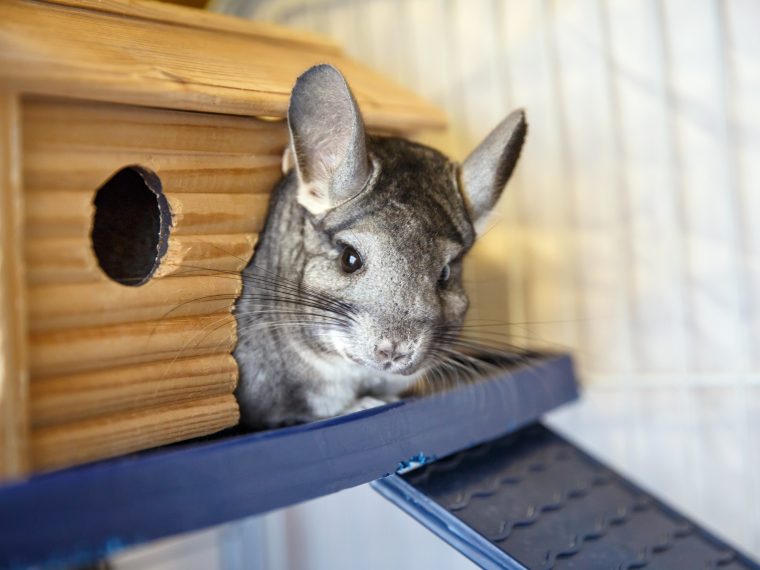 chinchilla