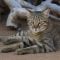 Falbkatze: Afrikanische Wildkatze