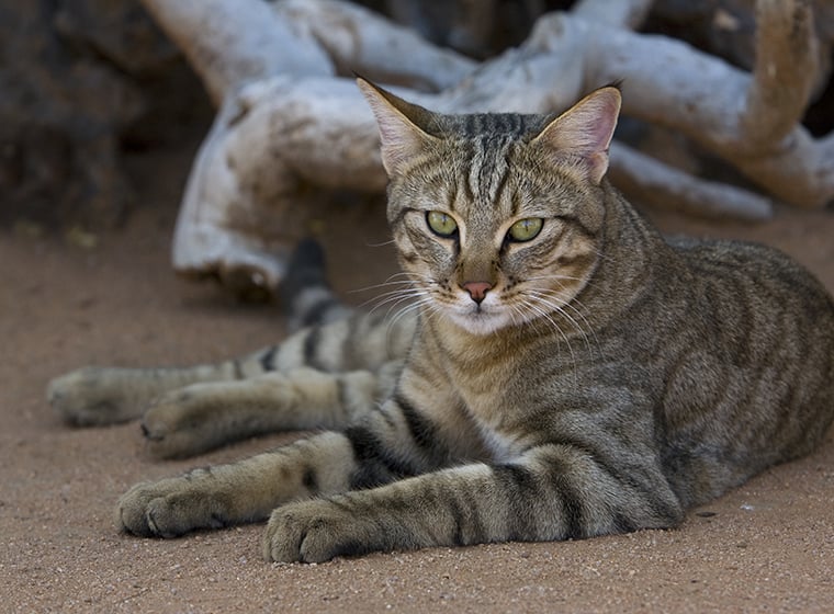 Falbkatze: Afrikanische Wildkatze