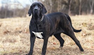 Fila Brasileiro