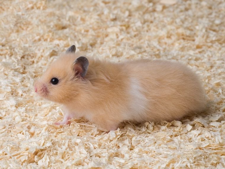 goldhamster