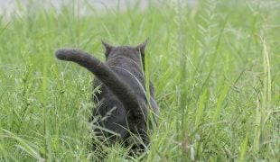 Katze markiert