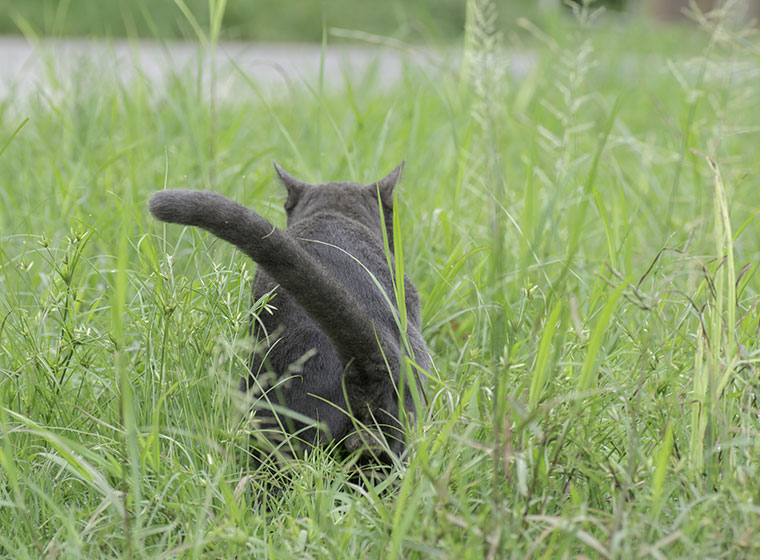 Die Katze Markiert Ursachen Und Lösungsansätze Zooroyal