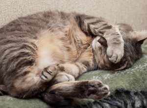 Katzenverhalten: Warum gurren Katzen im Schlaf?