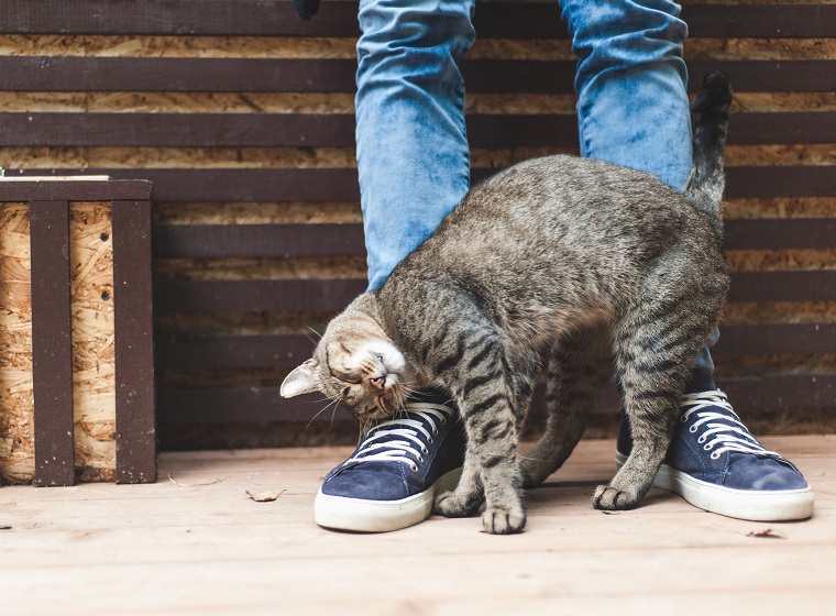 Katzenverhalten: warum macht meine Katze das?