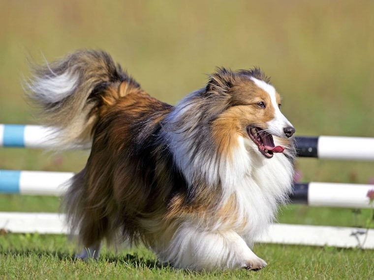 Shetland Sheepdog