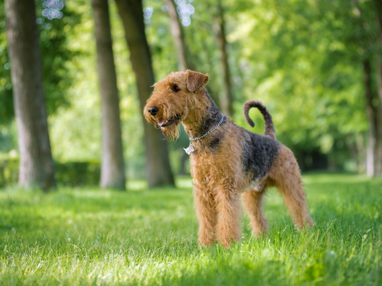 Terrier