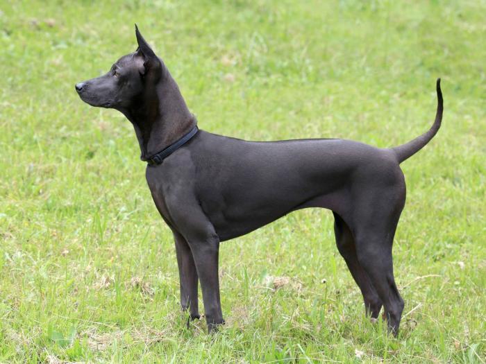 Thai Ridgeback - Charakter, Größe & Erziehung | Steckbrief