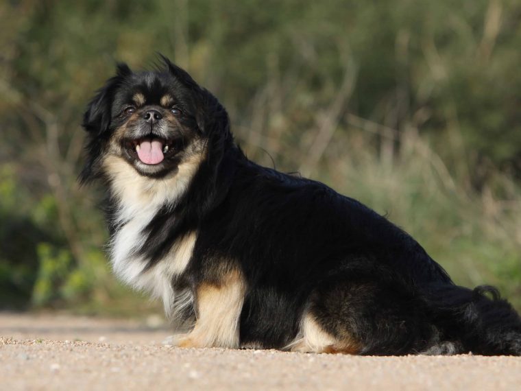 Tibet Spaniel 