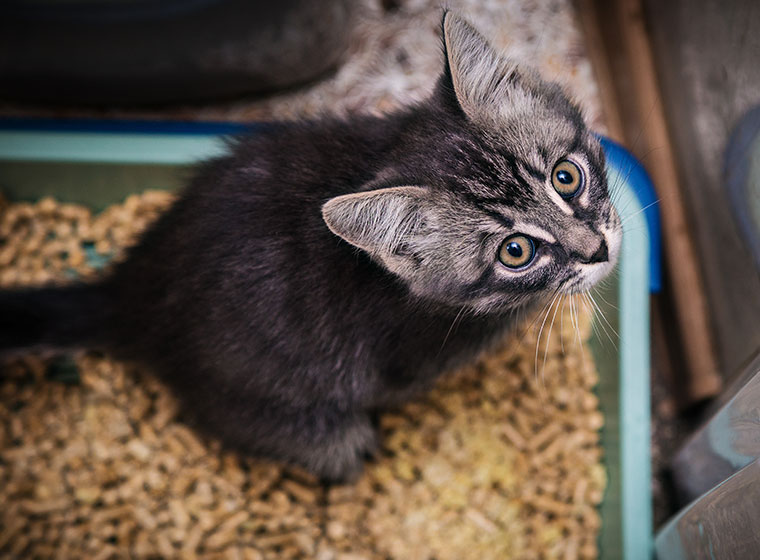 Katze Protestpinkeln Abgewöhnen