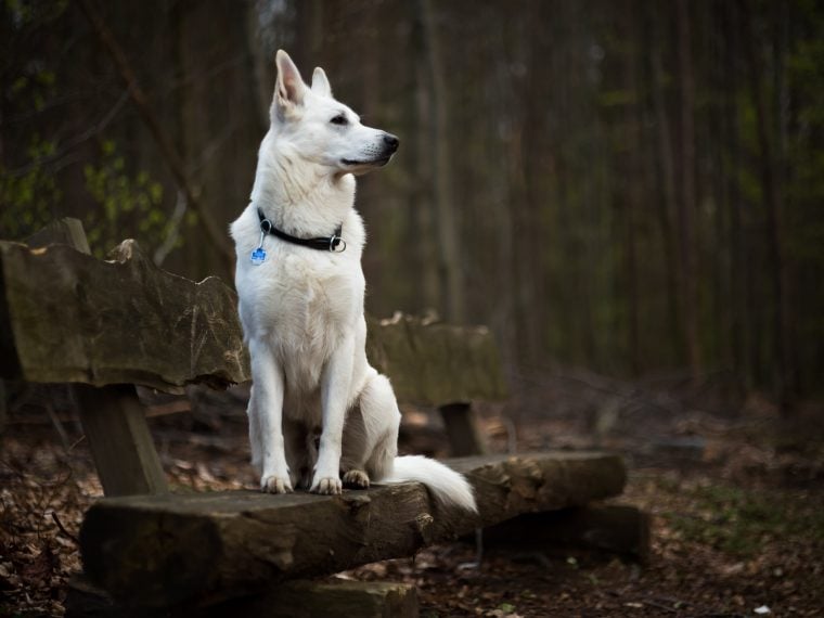 Weißer Schäferhund