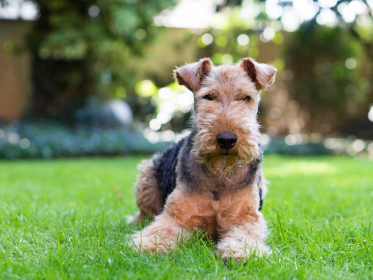 Welsh Terrier