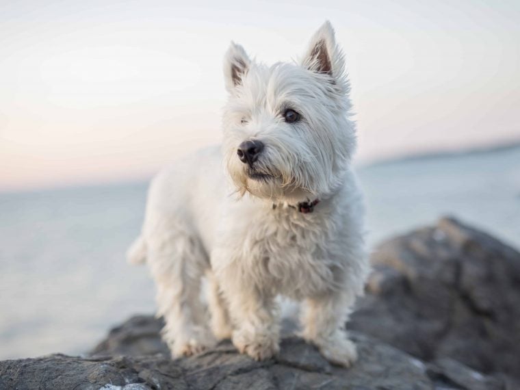 West Highland White Terrier - Charakter & | Steckbrief