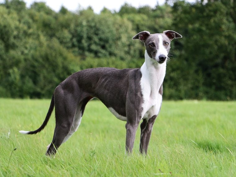 Whippet