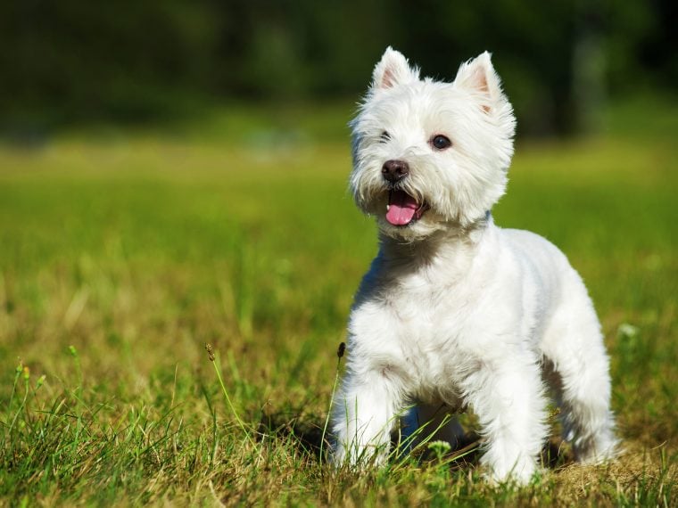 West Highland White Terrier - Charakter & | Steckbrief