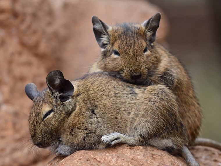 Degus kaufen: Tipps zur Anschaffung | ZooRoyal Magazin