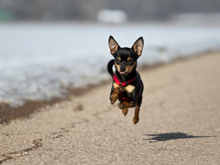 Zwergpinscher