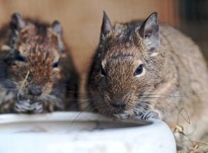 Degus: Zubehör für den Degukäfig