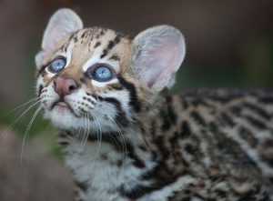facts about the ocelot Ocelot kitten facts about the ocelot