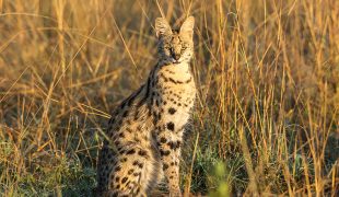 Serval: afrikanische Wildkatze